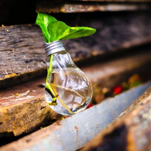 lightbulb lightbulb